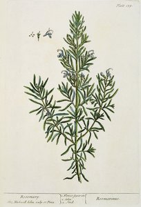 Rosmarinus Officinalis、 &39;A Curious Herbal&39;から、1782（カラー彫刻） 作： Elizabeth Blackwell