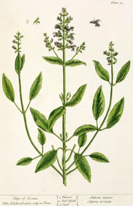 「好奇心の強い薬草」からのサルビアム、1782（色の彫刻） 作： Elizabeth Blackwell