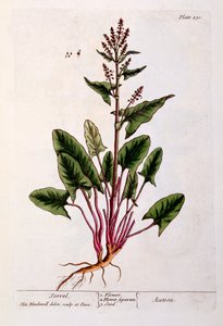 ソレル、 &39;A Curious Herbal&39;のプレート230、1782年発行（カラー彫刻） 作： Elizabeth Blackwell