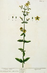 セントジョンズワート、プレート15「好奇心の強いハーブ」から出版、1782年（カラー彫刻） 作： Elizabeth Blackwell
