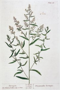 タラゴン、1782年 作： Elizabeth Blackwell