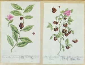 ティーとチャイナティー、 &39;Herbarium Blackwellianum&39;のプレート、1757年にドイツのニュルンベルクで公開（色の彫刻） 作： Elizabeth Blackwell