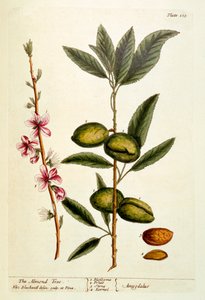 アーモンドツリー、「好奇心の強いハーブ」から105版、1782年公開（色の彫刻） 作： Elizabeth Blackwell