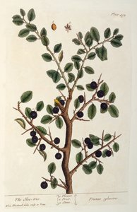 スローツリー、「好奇心の強いハーブ」からの版494、1782年に公開（色の彫刻） 作： Elizabeth Blackwell