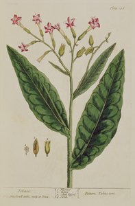タバコ、 &39;A Curious Herbal&39;のプレート146、1782年発行（カラー彫刻） 作： Elizabeth Blackwell