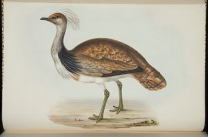 ジョン・グールドの「The BirdsofEurope」のバスタード 作： Elizabeth Gould