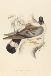 コルンバ・レウコノタ（スノーピジョン） 作： Elizabeth Gould