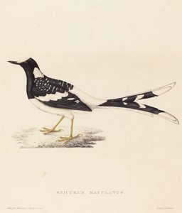 Enicurus Maculatus (斑点フォークテール) 作： Elizabeth Gould