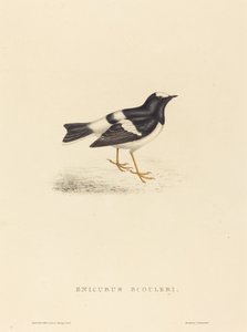 Enicurus Scouleri (リトルフォークテイル) 作： Elizabeth Gould