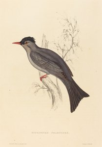Hypsipetes Psaroides (クロヒヨドリ) 作： Elizabeth Gould