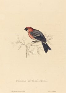ピュルーラ・エリスロセファル（赤毛のウソ）
