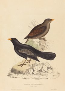 つぐみ Poecilopterus (アステカツグミ) 作： Elizabeth Gould