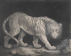 徘徊する虎 作： Elizabeth Pringle