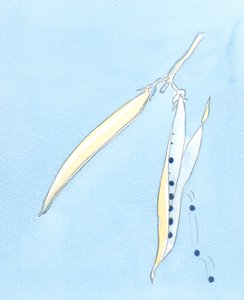 それはまるで魂が種のさやのようであるかのようです-私たちは皆への神の永遠の愛である日光に反応して美しい植物を生み出すことができます、あるいは私たちは「閉じ込められた」ままでいることを選ぶことができます、そして縮む、2003 作： Elizabeth Wang
