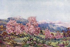 アーモンドの花、オロタバの谷 (カラー リソ)
