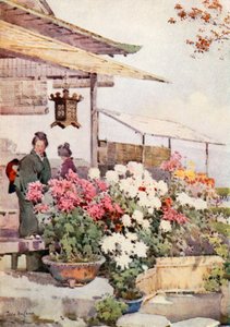 菊（カラーリソ）