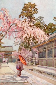 しだれ桜（カラーリソ）