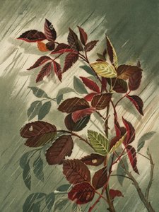 雨の中の紅葉