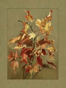 秋の葉、カエデ