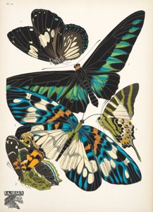 プレート 10、Butterflies、パブから。 1925年（ステンシルプリント） 作： Émile Allain Séguy