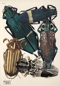 Insectes のプレート 13、パブ。 1930年代（ポチョワールプリント） 作： Émile Allain Séguy