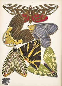 プレート 14、Butterflies、パブから。 1925年（ステンシルプリント） 作： Émile Allain Séguy