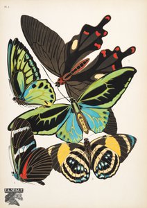 プレート 1、Butterflies、パブから。 1925年（ステンシルプリント） 作： Émile Allain Séguy