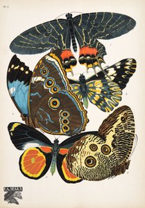 プレート 2、Butterflies、パブから。 1925年（ステンシルプリント） 作： Émile Allain Séguy