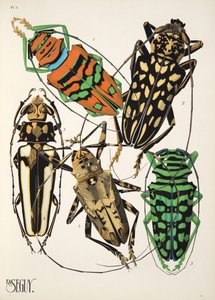Insectes のプレート 4、パブ。 1930年代（ポチョワールプリント） 作： Émile Allain Séguy