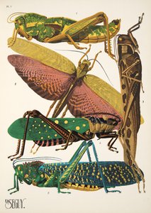 Insectes、パブからのプレート 7。 1930年代（ポチョワールプリント） 作： Émile Allain Séguy