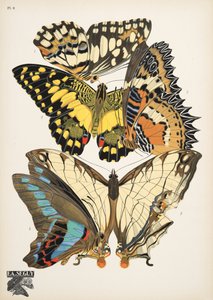 プレート 9、Butterflies、パブから。 1925年（ステンシルプリント） 作： Émile Allain Séguy