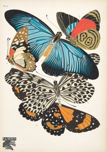 プレート 11、Butterflies、パブから。 1925年（ステンシルプリント）