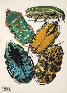 Insectes、pub からのプレート 12。 1930年代（ポチョワールプリント） 作： Émile Allain Séguy