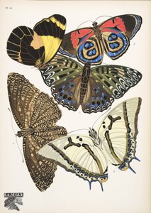 プレート 12、Butterflies、パブから。 1925年（ステンシルプリント） 作： Émile Allain Séguy