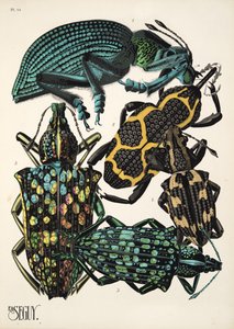 Insectes、pub のプレート 14。 1930年代（ポチョワールプリント） 作： Émile Allain Séguy