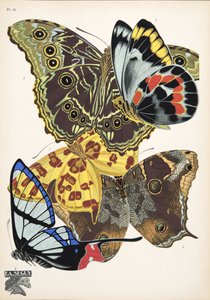 プレート 15、Butterflies、パブから。 1925年（ステンシルプリント）
