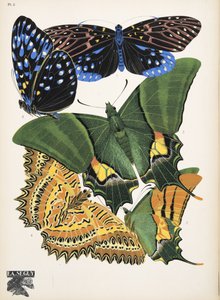 プレート 6、Butterflies、パブから。 1925年（ステンシルプリント）