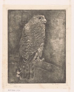 枝にいる鷹 作： Emilius Wilhelmus Dehé (signed by artist)