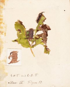 Crumpled Leaf Caterpillar...、19 世紀後半から 20 世紀初頭。 作： Emma Beach Thayer