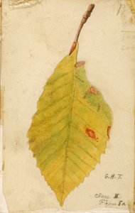 皺くちゃに枯れた葉の縁が青虫を模倣している（『動物界における色彩の隠蔽』のための習作 作： Emma Beach Thayer