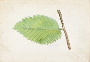 ギザギザの葉っぱの毛虫...、19世紀後半から20世紀初頭。