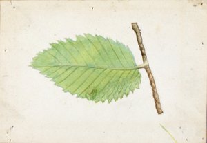 ギザギザの葉の縁のアオムシ、『動物界における色彩の隠し方』のための研究