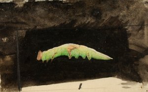 より大きな斑点のあるビーチ リーフ エッジ キャタピラー...、19 世紀後半から 20 世紀初頭。 作： Emma Beach Thayer