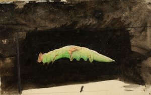 大きめの斑点模様のビーチリーフエッジキャタピラー、『Concealing Coloration in Animal Kingdom（動物界における色彩の隠蔽）』のための研究。