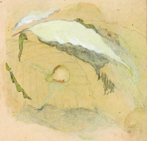 磁器-白蜘蛛、19 世紀後半から 20 世紀初頭。 作： Emma Beach Thayer
