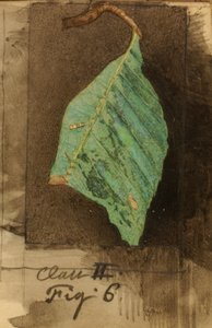小さな斑点模様のビーチリーフエッジのアオムシ、『Concealing Coloration in Animal Kingdom（動物界における色彩の隠蔽）』のための研究。
