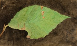 小さな斑点模様のビーチリーフエッジのアオムシ、『Concealing Coloration in Animal Kingdom（動物界における色彩の隠蔽）』のための研究。 作： Emma Beach Thayer
