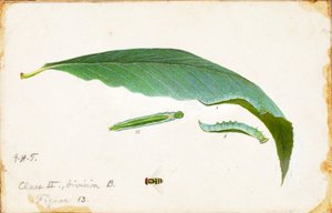 Unspotted Beach Leaf Edge Caterpillar...、19 世紀後半から 20 世紀初頭。 作： Emma Beach Thayer
