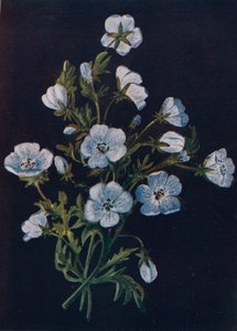 ベイビーブルーアイズ、c1915、1915 作： Emma Graham Clock