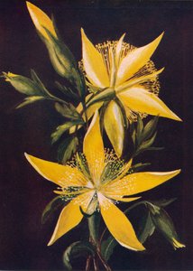 ブレイジングスター、c1915、1915 作： Emma Graham Clock